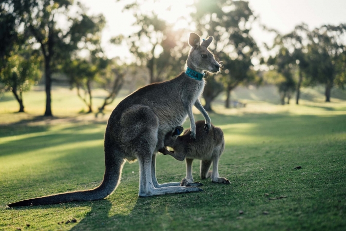 ALLA SCOPERTA DELL'AUSTRALIA 